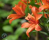 Flower 8W58D-11